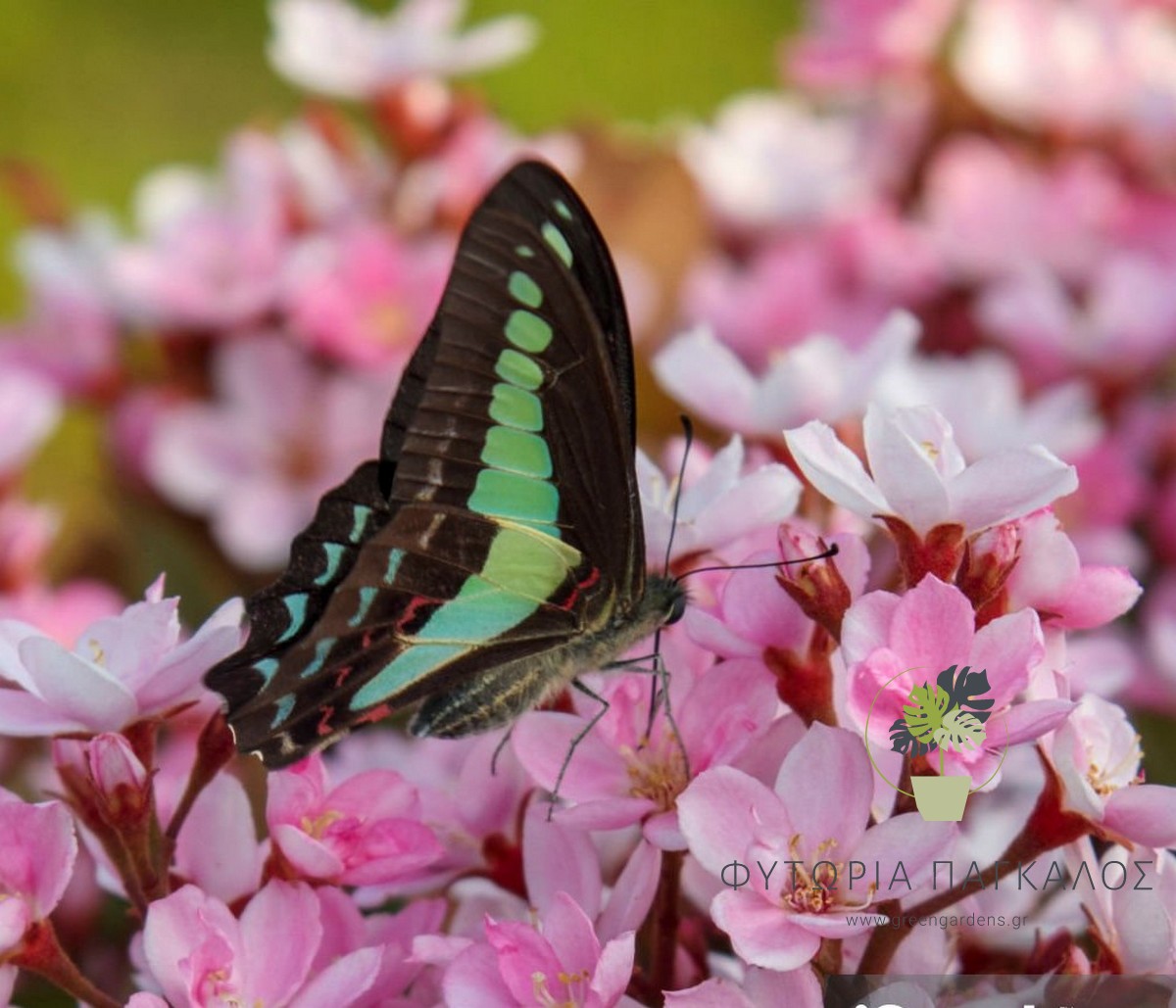 ΡΑΦΙΟΛΕΠΙΣ – Rhaphiolepis umbellata - 2